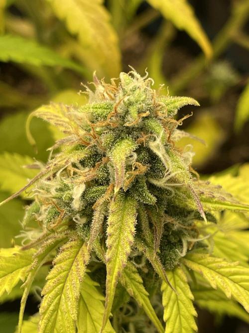 Kritikal Bilbo. Week 12