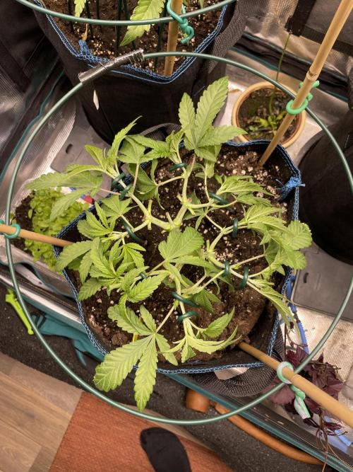 Atomic Blue Dream. Week 8