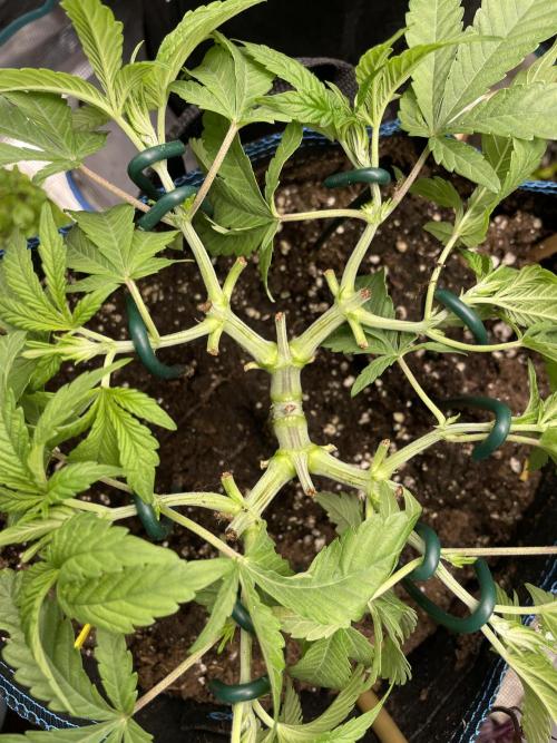 Atomic Blue Dream. Week 8
