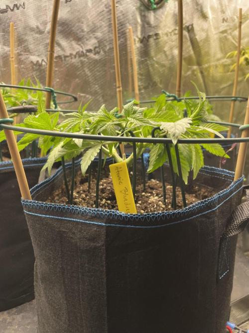 Atomic Blue Dream. Week 8