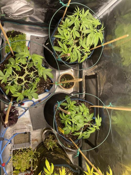 Atomic Blue Dream. Week 8