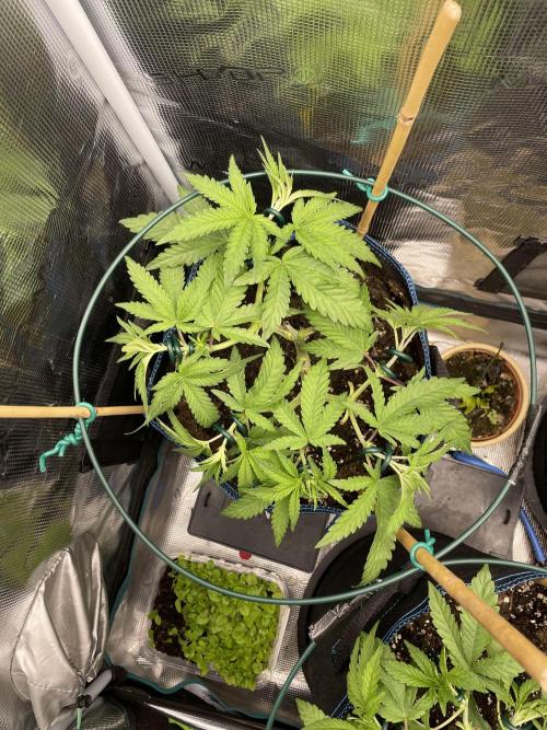 Slurricane. Week 8