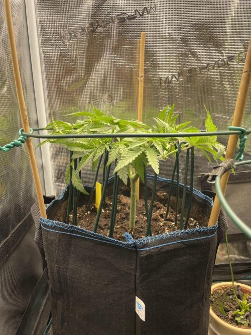 Slurricane. Week 8