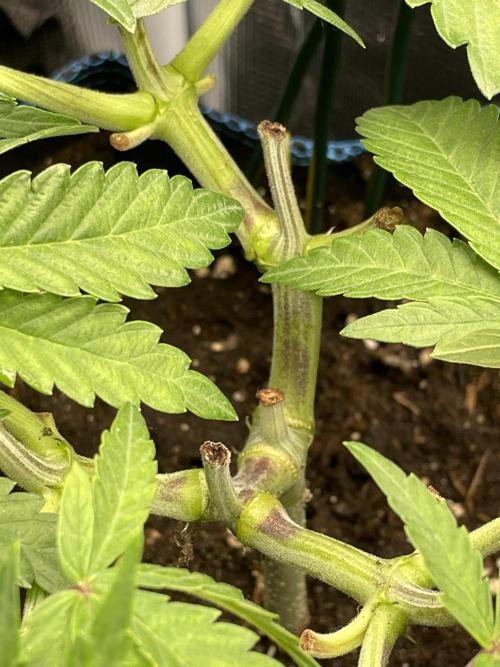 Slurricane. Week 8