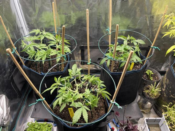 Slurricane. Week 8