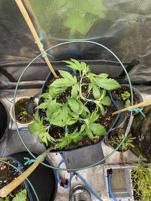 Jasmine Panna Cotta. Week 8