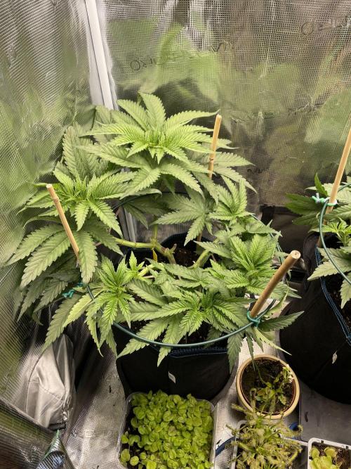 Slurricane. Week 9