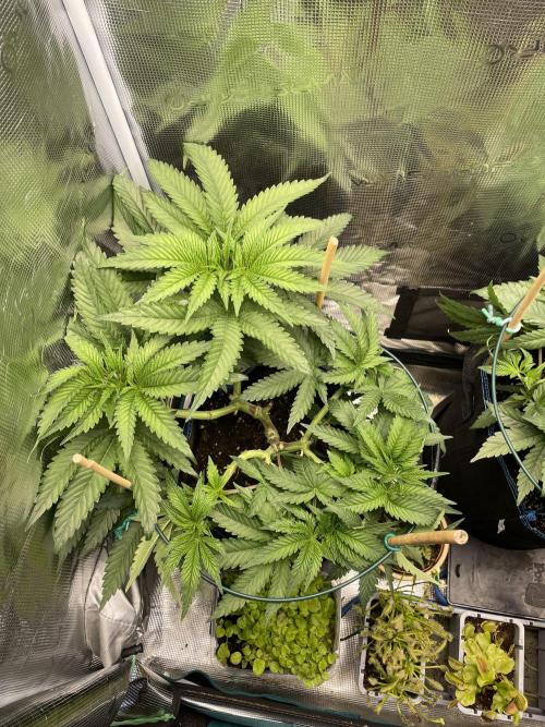 Slurricane. Week 9