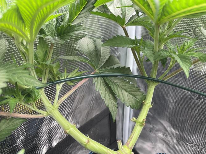 Slurricane. Week 9