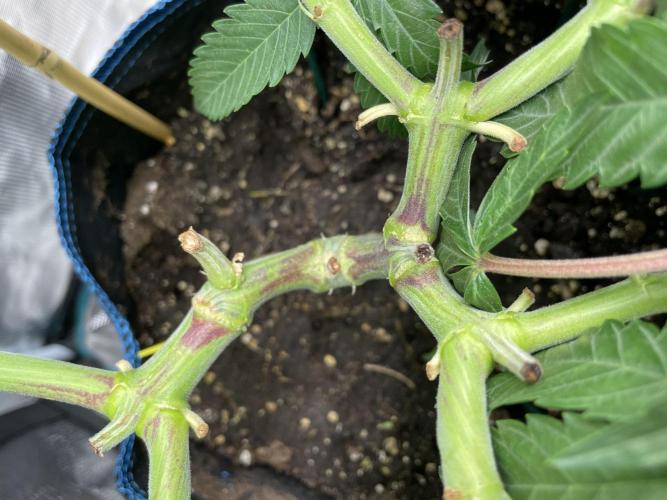 Slurricane. Week 9
