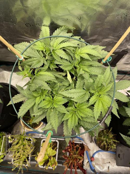 Atomic Blue Dream. Week 9