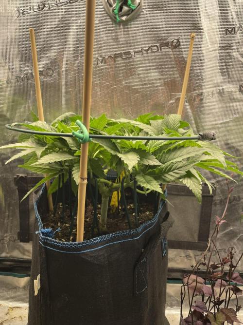 Atomic Blue Dream. Week 9
