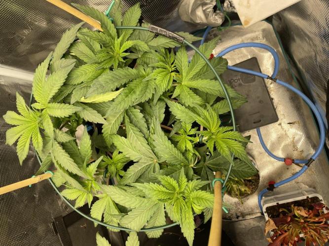 Jasmine Panna Cotta. Week 9