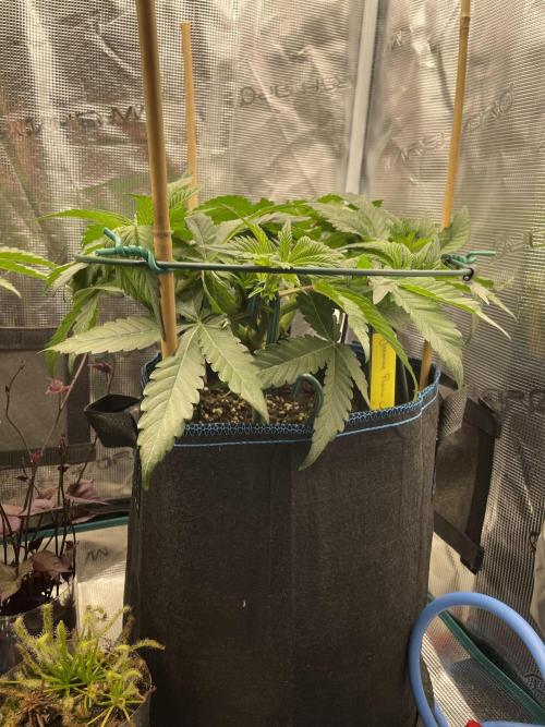 Jasmine Panna Cotta. Week 9