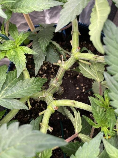 Jasmine Panna Cotta. Week 9