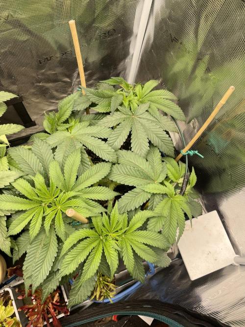 Jasmine Panna Cotta. Week 10