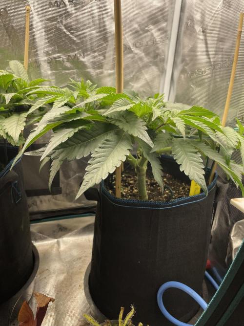 Jasmine Panna Cotta. Week 10