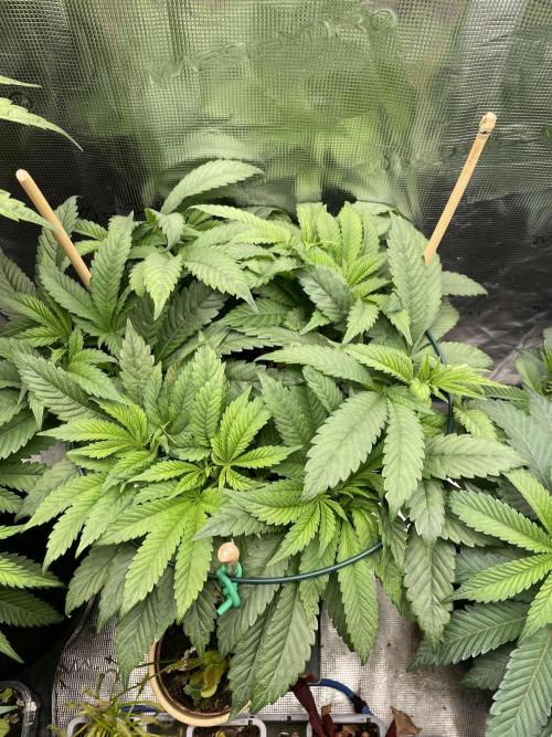 Atomic Blue Dream. Week 10