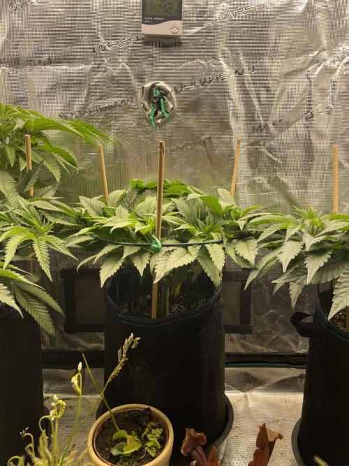Atomic Blue Dream. Week 10