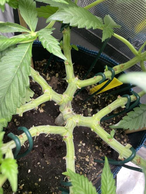 Atomic Blue Dream. Week 10