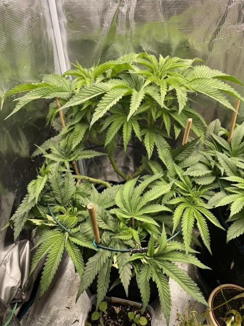 Slurricane. Week 10