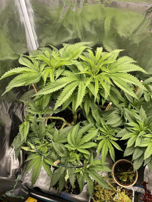 Slurricane. Week 10