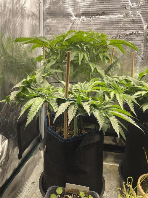 Slurricane. Week 10