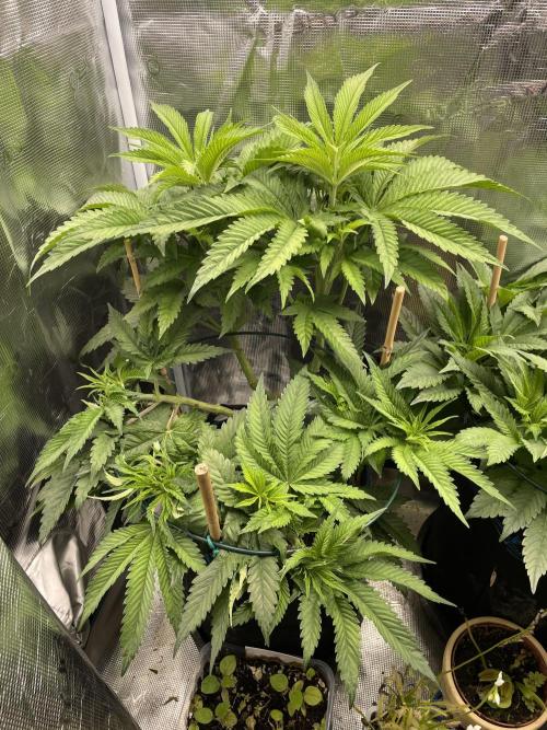 Slurricane. Week 11