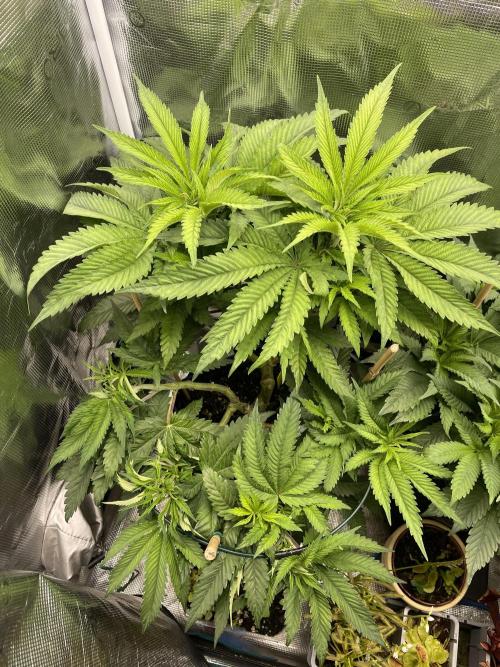 Slurricane. Week 11