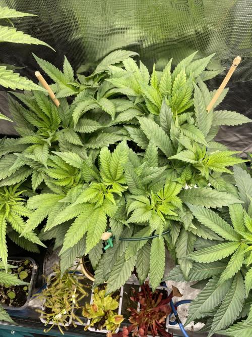 Atomic Blue Dream. Week 11