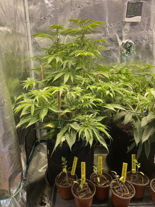 Slurricane. Week 12