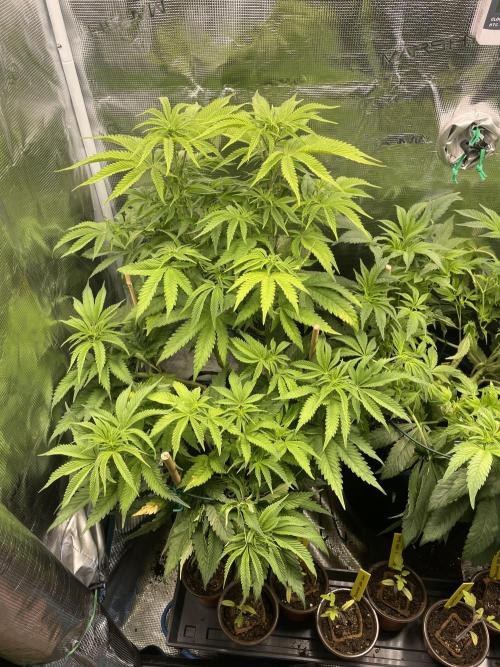 Slurricane. Week 12