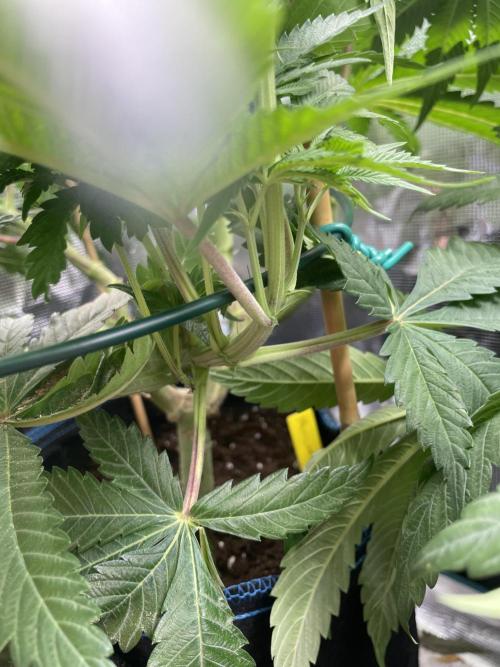 Slurricane. Week 12