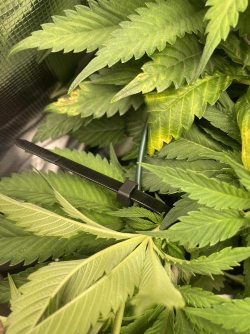 Slurricane. Week 12