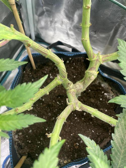 Slurricane. Week 12