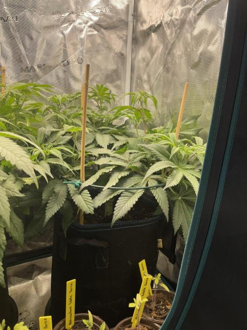Jasmine Panna Cotta. Week 12