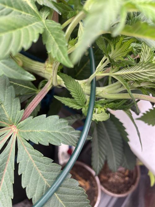 Jasmine Panna Cotta. Week 12