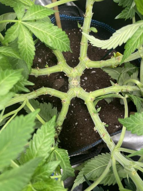 Atomic Blue Dream. Week 12