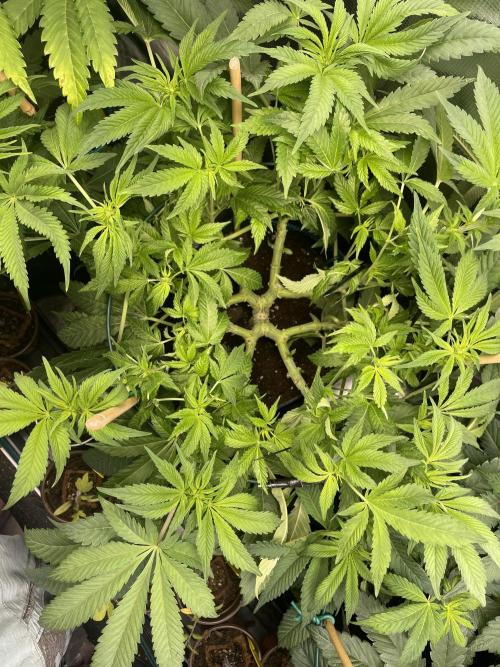 Atomic Blue Dream. Week 12