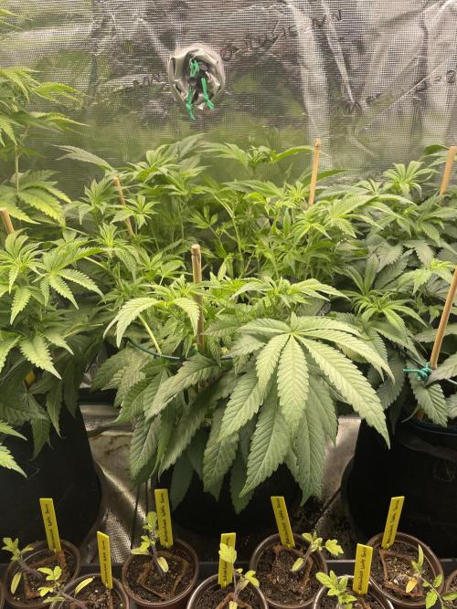 Atomic Blue Dream. Week 12