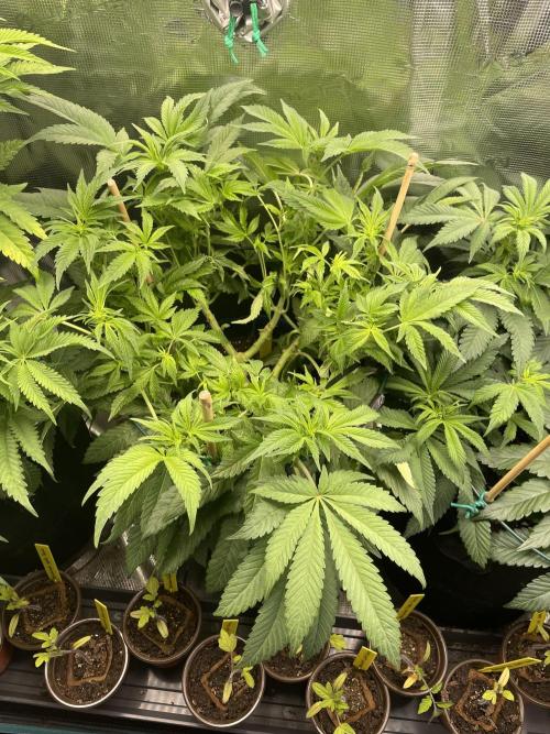 Atomic Blue Dream. Week 12