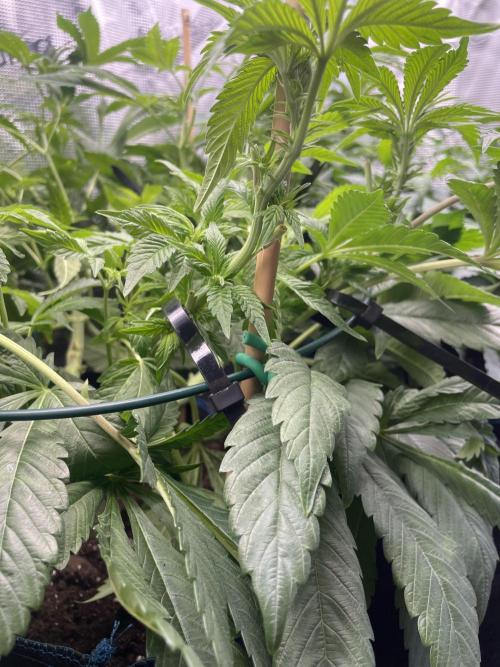 Atomic Blue Dream. Week 12