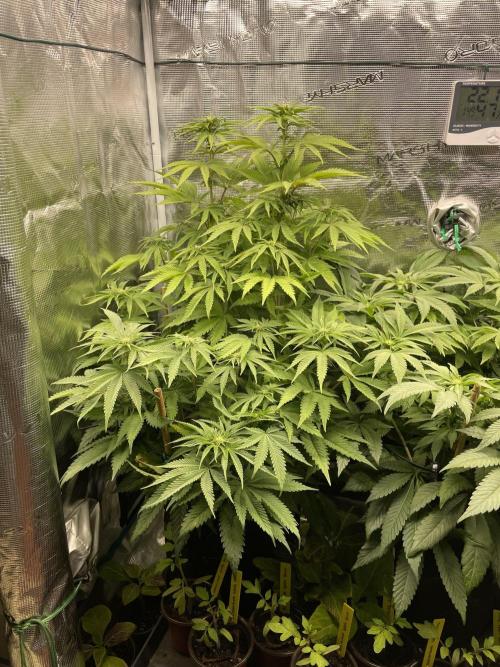 Slurricane. Week 13