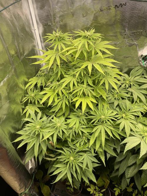 Slurricane. Week 13