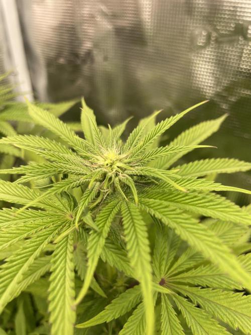 Slurricane. Week 13
