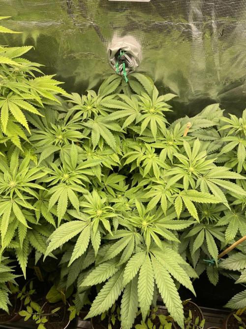 Atomic Blue Dream. Week 13
