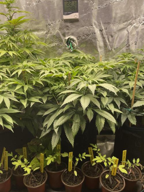 Atomic Blue Dream. Week 13