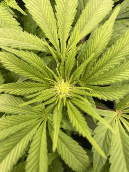 Atomic Blue Dream. Week 13
