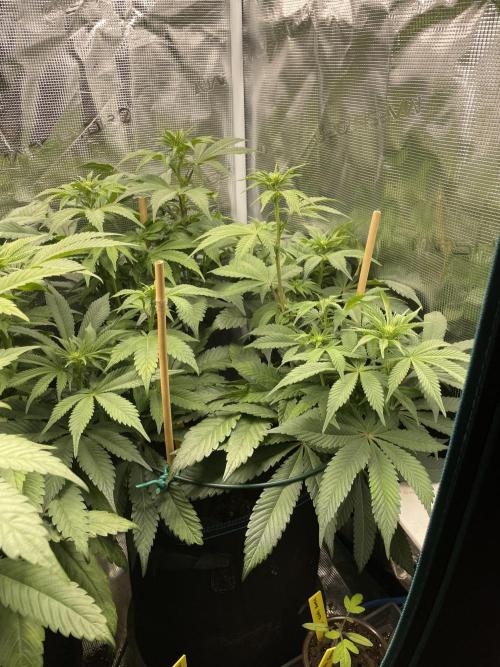 Jasmine Panna Cotta. Week 13