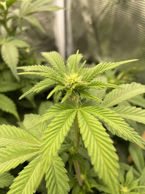 Jasmine Panna Cotta. Week 13